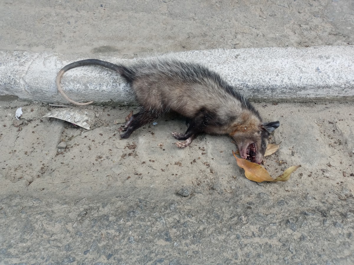 Hvorfor er folk så kaldblodige og&nbsp;frekke?